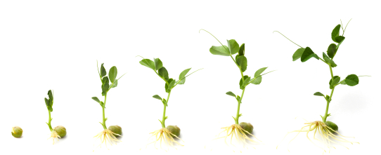 iStock_000010088388XSmall