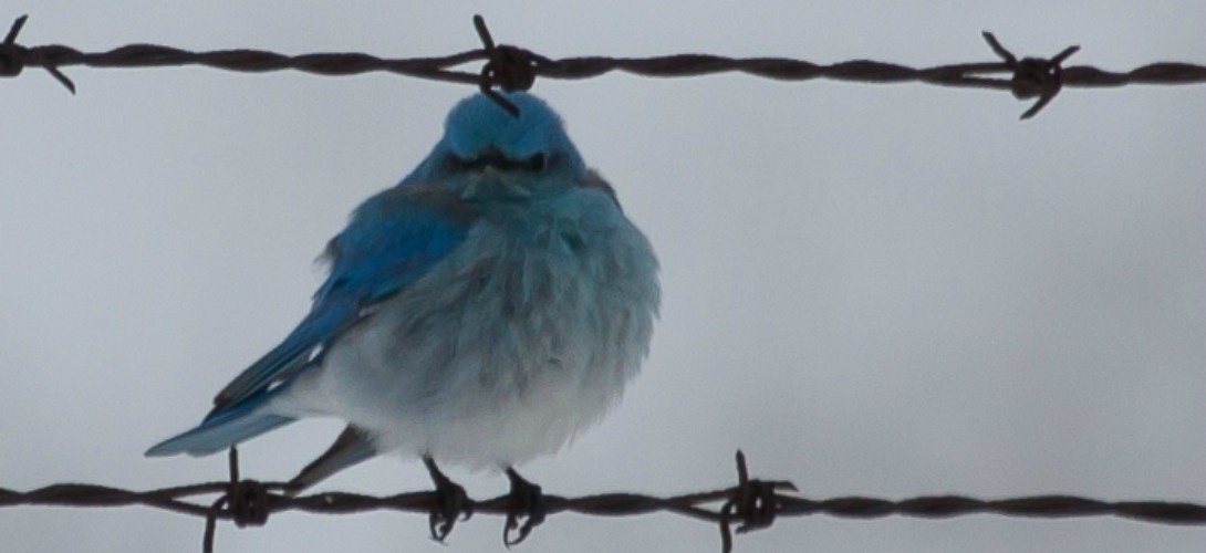 twitter-timeline