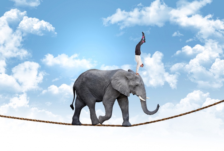elephant-agile@w_720
