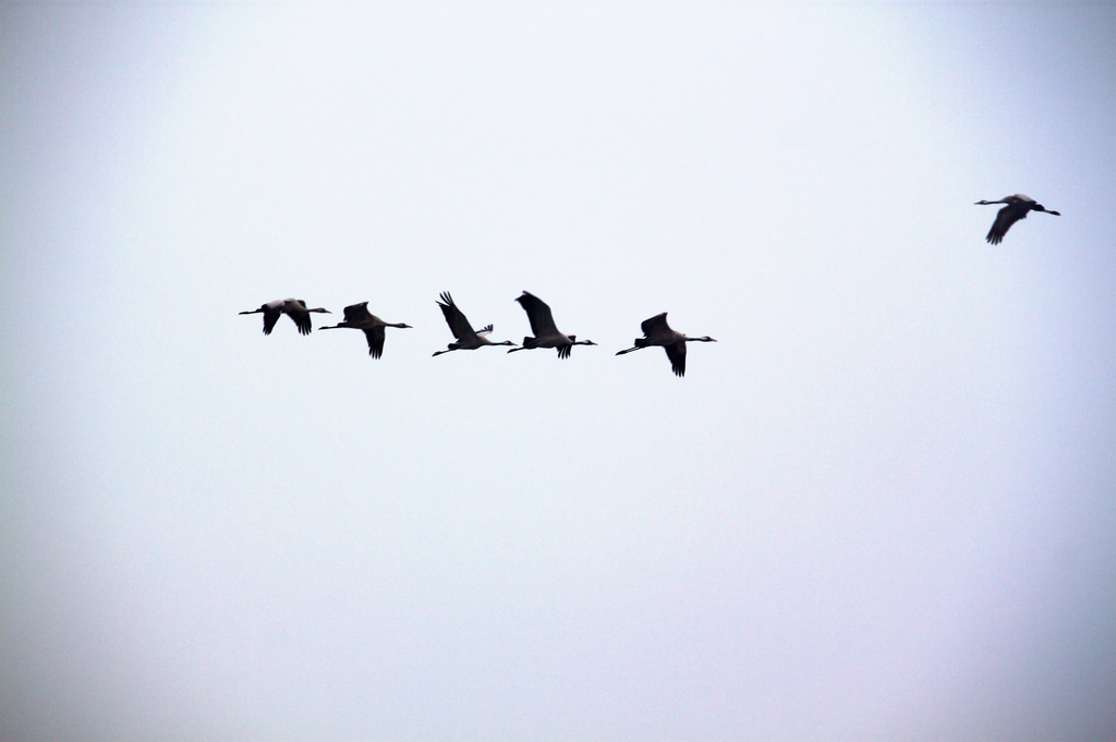 birdsformationleader_0