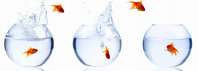Goldfish