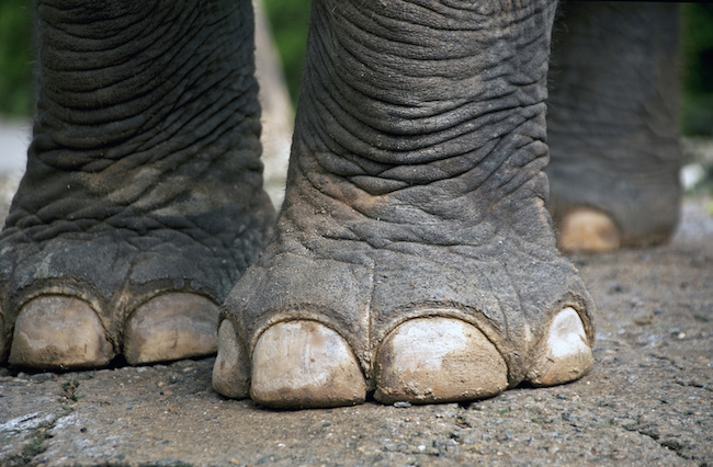Elephant feet.